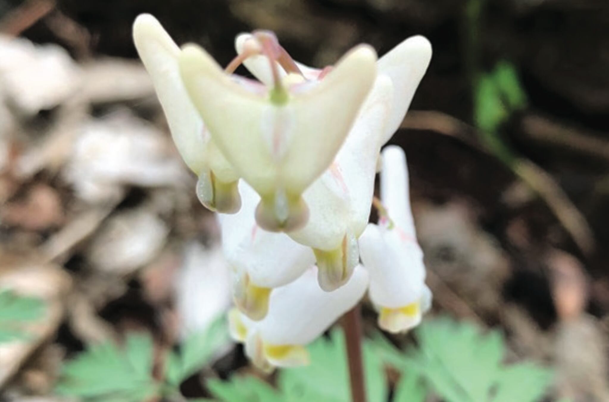 White flower, looks like trousers hanging on a clothesline, about a half inch long, blooms about a week. Late March into April.