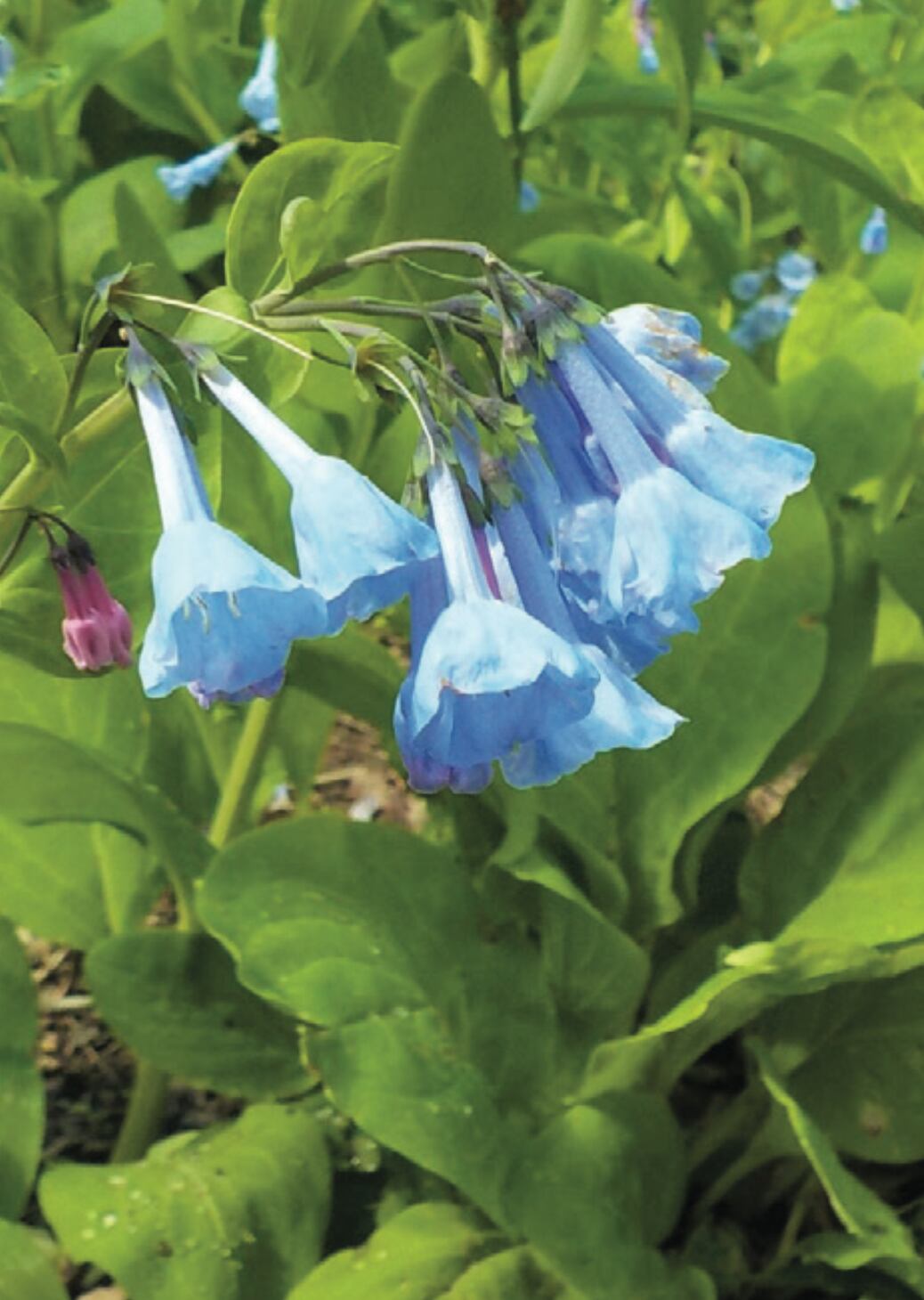 VIRGINIA BLUEBELLS
End of April in Illinois Canyon. “The canyon is carpeted in bluebell, so you’re going to see the bluebell, the trillium, a little white plant called the rue anemone. It’s just gorgeous. You can smell the bluebells. There’s that many of them,” Jakupcak said. “Almost all of these plants when they’re done blooming, they disappear. Flowers, the stems, the leaves, they’re gone – that’s what happens to bluebells. By June the entire plant is gone.” Blooms about 10 days.