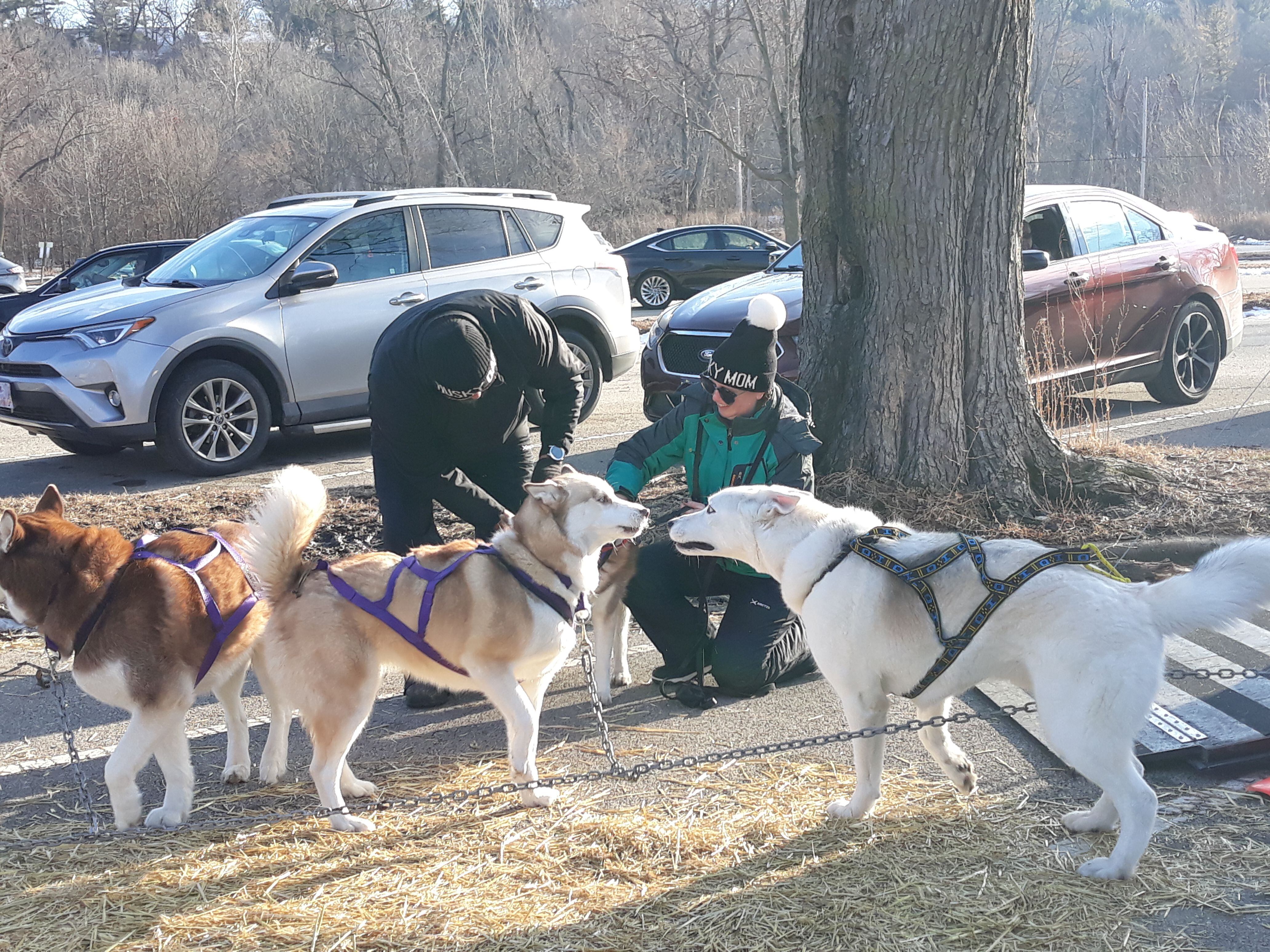A team of huskies is getting prepared to perform a sled dog demonstration Sunday, Feb. 5, 2023, at the Starved Rock State Park Visitor Center parking lot.