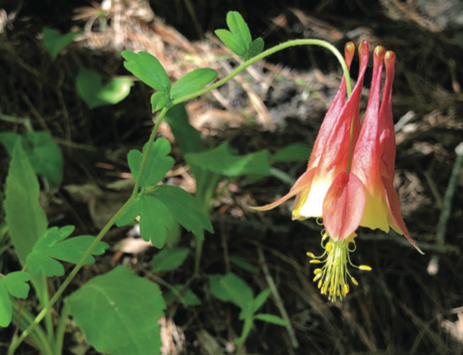 RED COLUMBINE
Last spring flower. Looks like a red lantern. The blue columbine is the state flower for Colorado because it blooms above 5,000 feet; below 5,000 feet, most columbine are red. Mounds of them along the river trail. April into May.