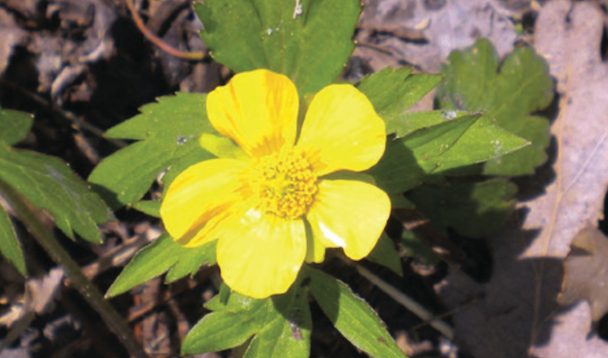 SWAMP BUTTERCUP
Yellow flower, looks like shiny yellow plastic. Seen in wet areas along the river, blooms for two weeks.