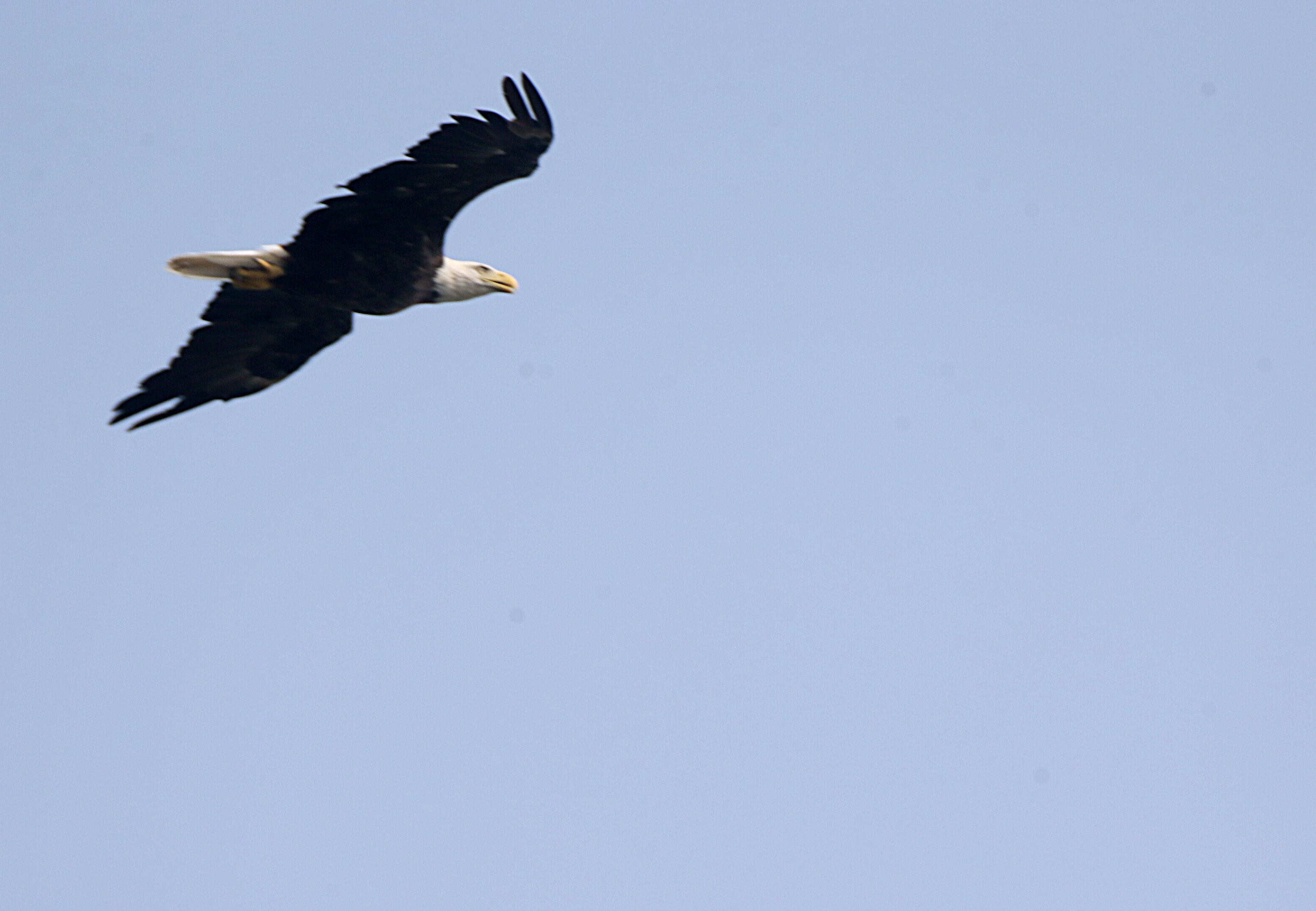 A bald eagle soars over Starved Rock