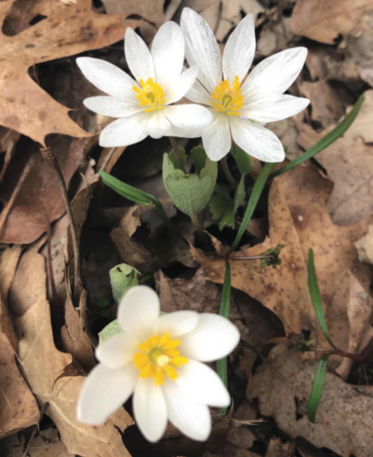 BLOODROOT
Biggest bloomer, almost 2 inches across, white plant with yellow center, similar to a daisy, only lasts about 24 hours. “All the petals fall off. The leaves will be with
us all summer, but the bloodroot blooms quickly. It’s a nice one
to see,” Jakupcak said. Largest patches seen along creeks and bottom of sandstone bluffs at mouth of Kaskaskia Canyon. Late March into April.