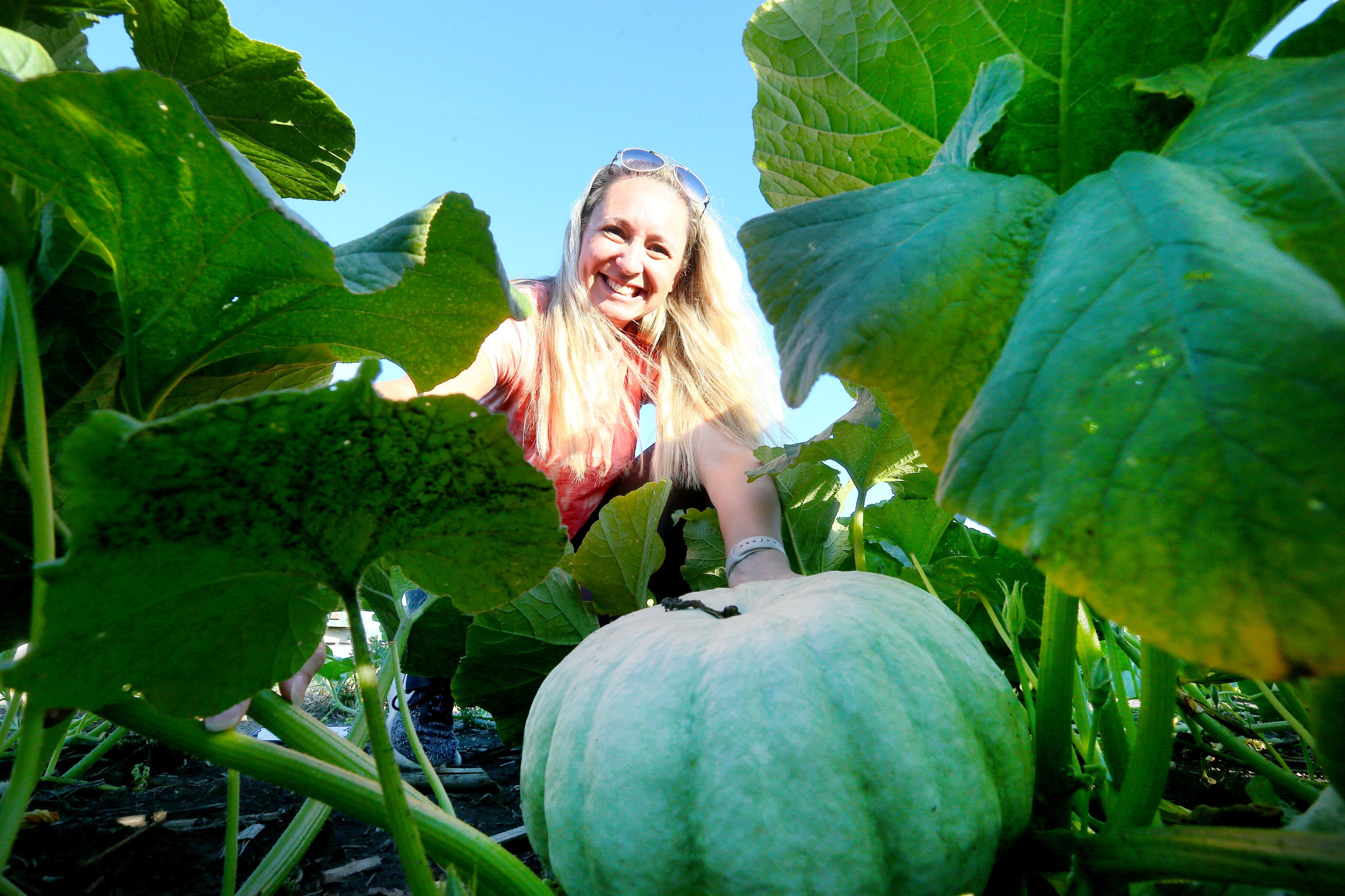 Christine Kane, pulls back pumpkin leaves to invale a white pumkin at Kane Family Farms on Tuesday, Sept 6, 2022 in Ottawa. 