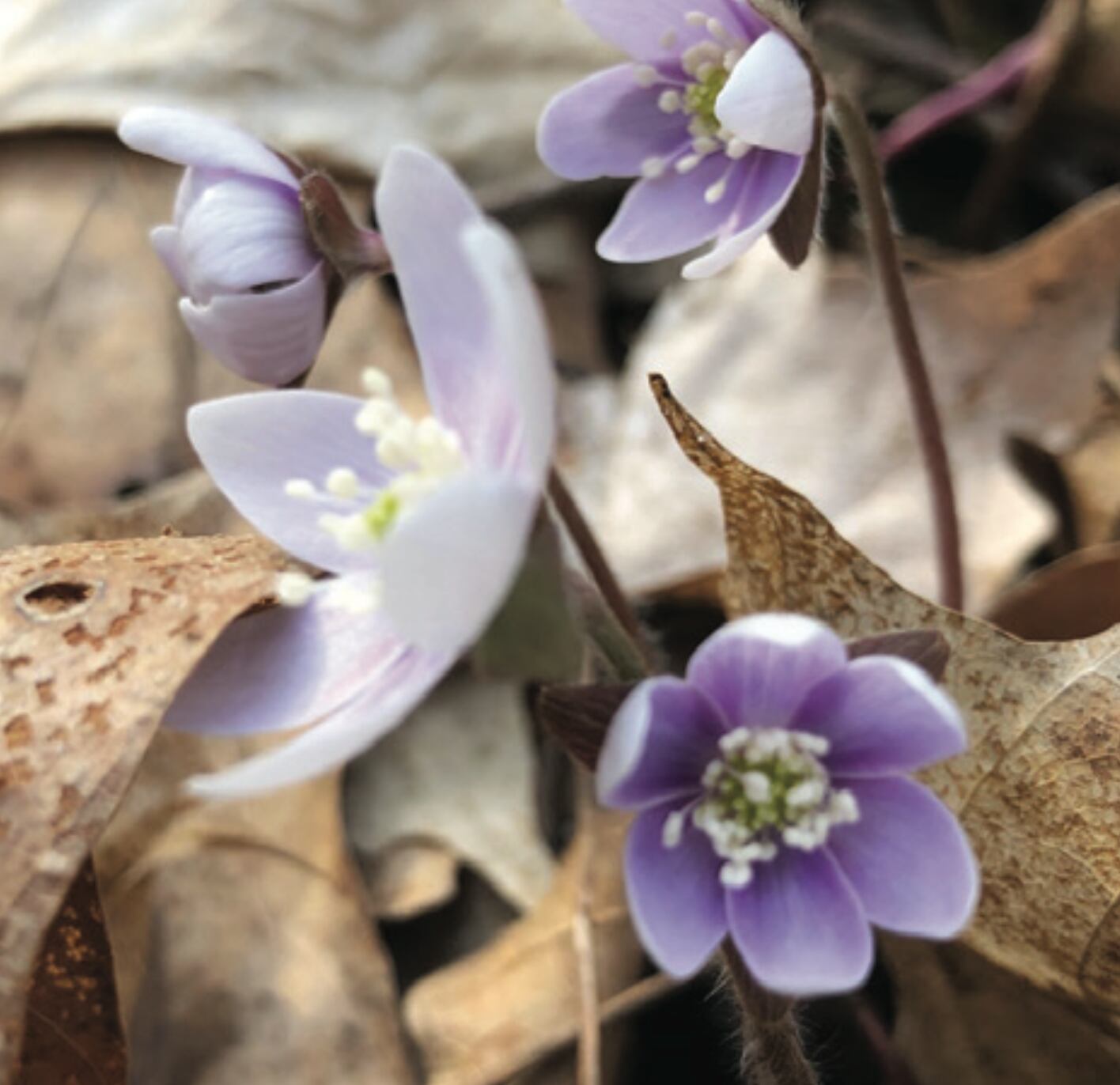 HEPATICA
One of Sons’ favorites. Three little leaves, one of the first to come up in the spring. Latin for liver, Sons said, because at one time people thought plants that looked like an organ could heal ailments of the organ. Seen along trail into Ottawa Canyon. Late March into April.