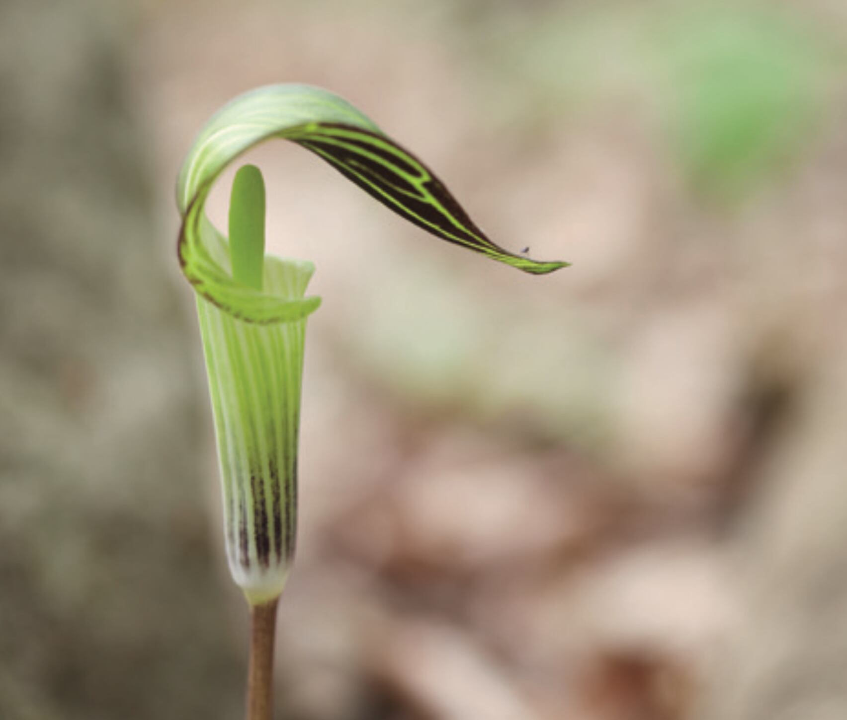 JACK-IN-THE-PULPIT
One of Jakupcak’s favorites. Long green stalk with resemblance
to a preacher, Jack, in his over- hanging pulpit. Sensitive plant, hard to grow in garden, doesn’t like to be fertilized. Blooms for two weeks. “It covers the parks, and I love that,” Jakupcak said.