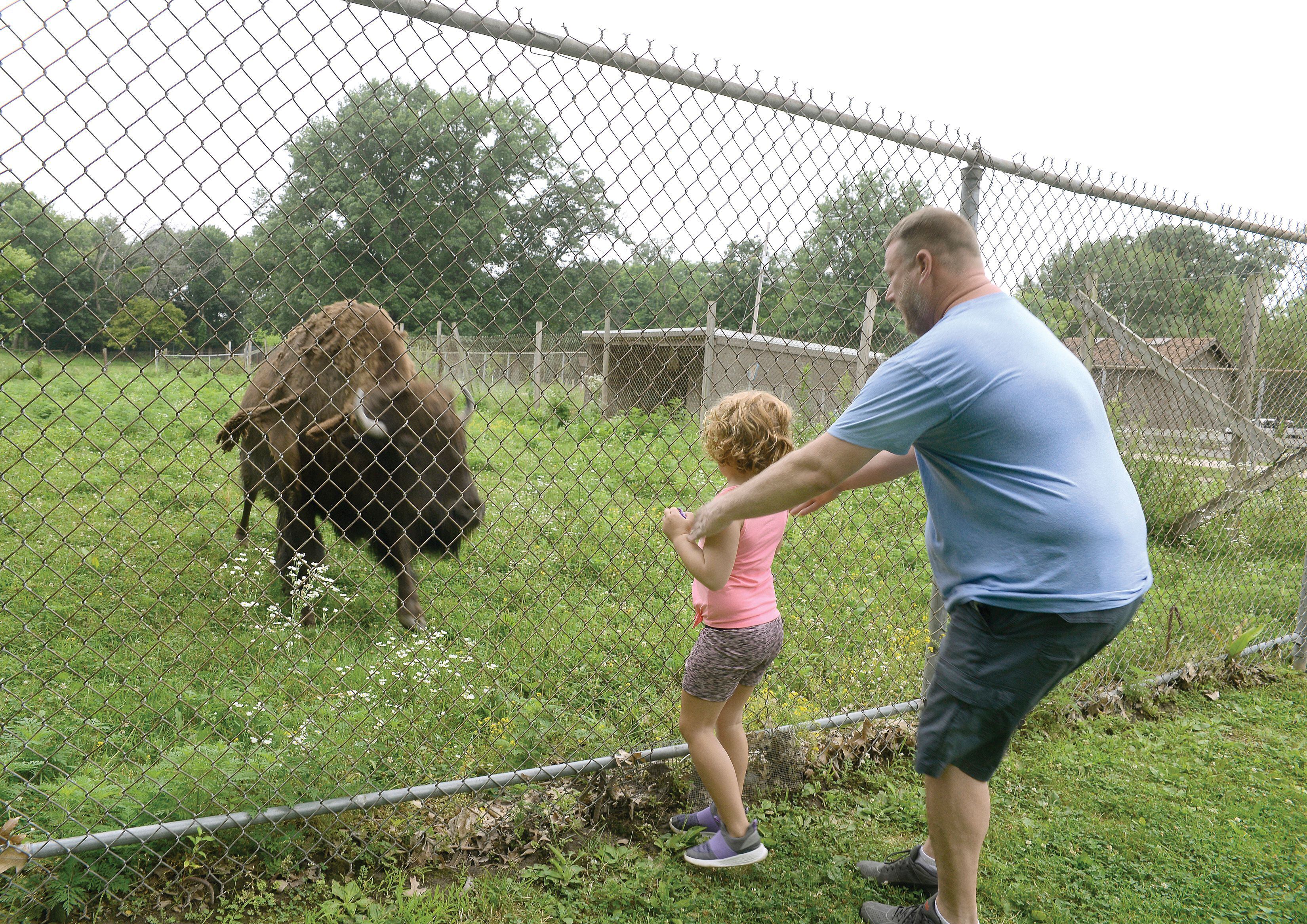 Steve Retoff of Streator, IL reasures his daughter Finley it's allright to visit up close with one of the resident bufflalos at Buffalo