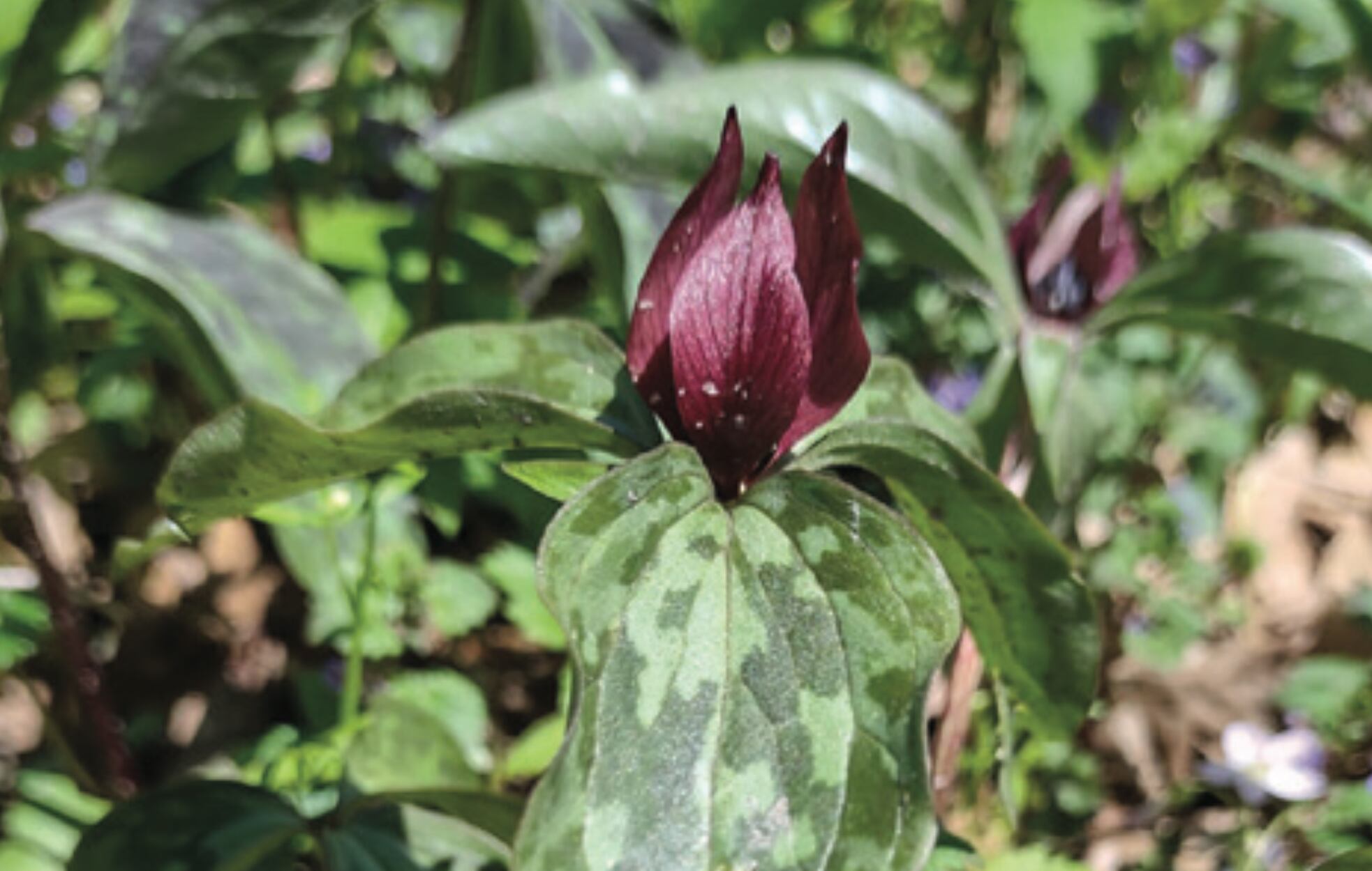 PRAIRIE TRILLIUM
Three-petal flower. Early settlers called it the bloody nose because that’s what it resembles. Blooms about two weeks. April into May.